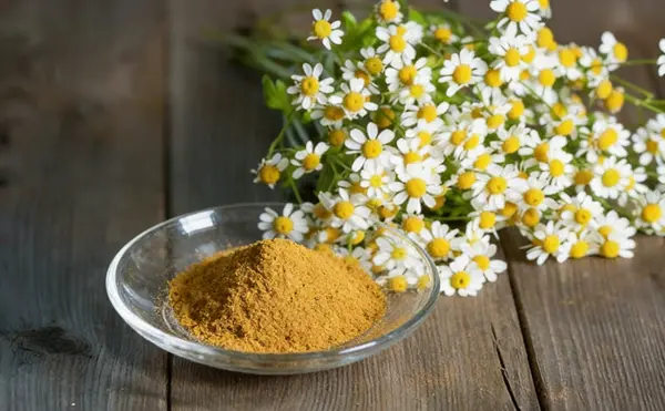 Feverfew Extract Feverfew Extract