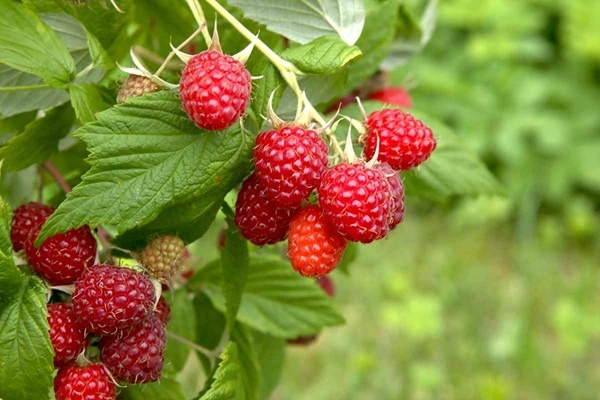 Raspberry Extract