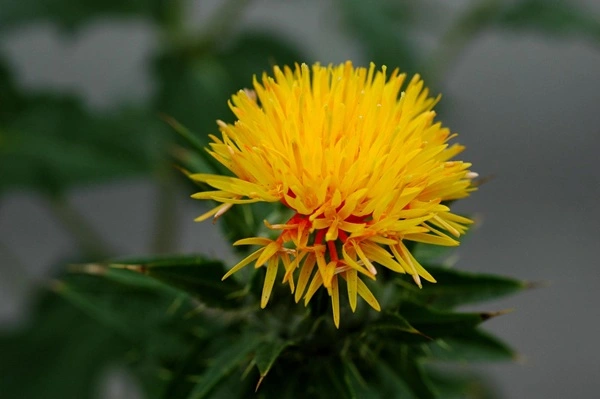 Safflower Extract