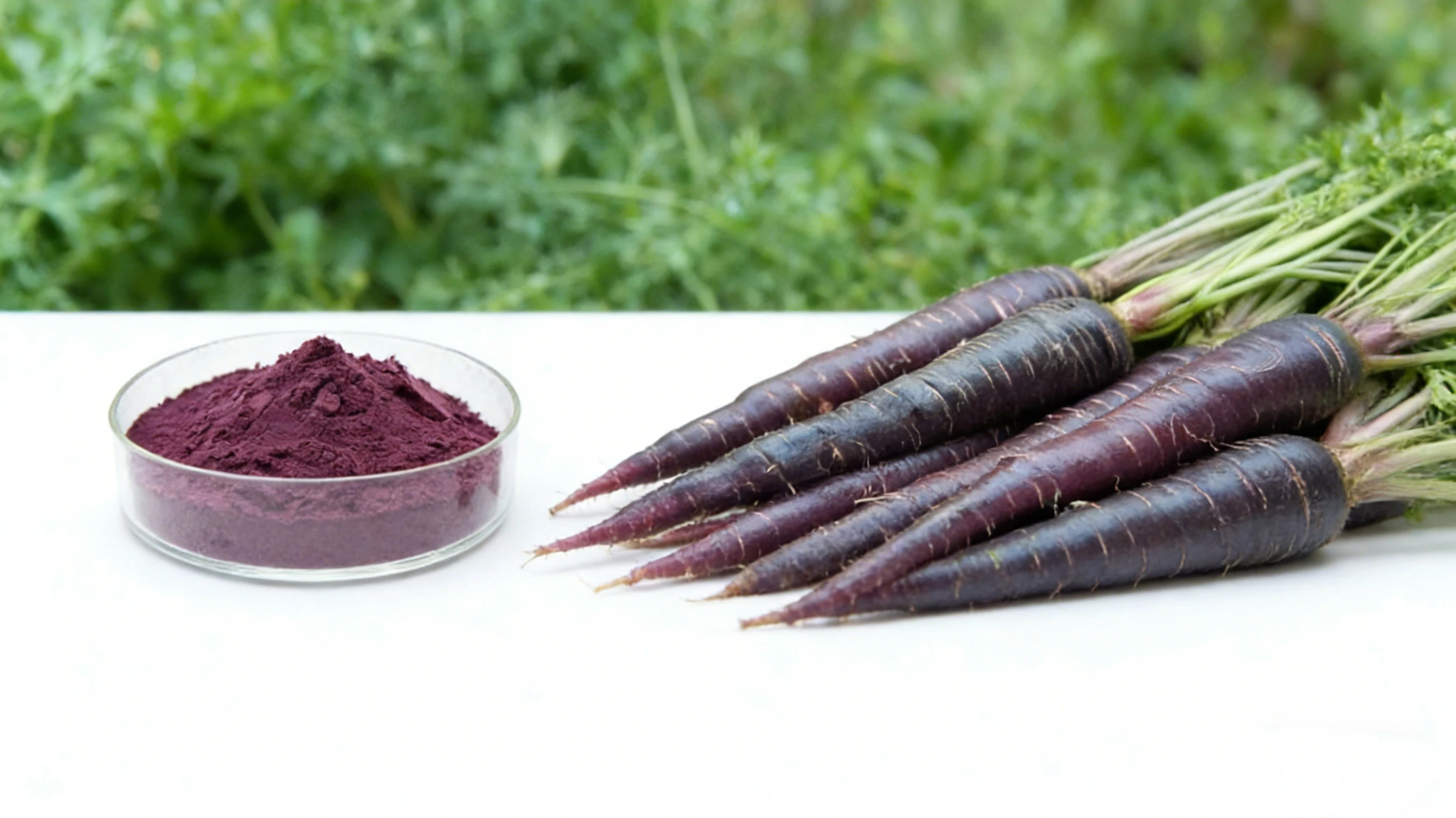 Black Carrot Extract Black Carrot Extract