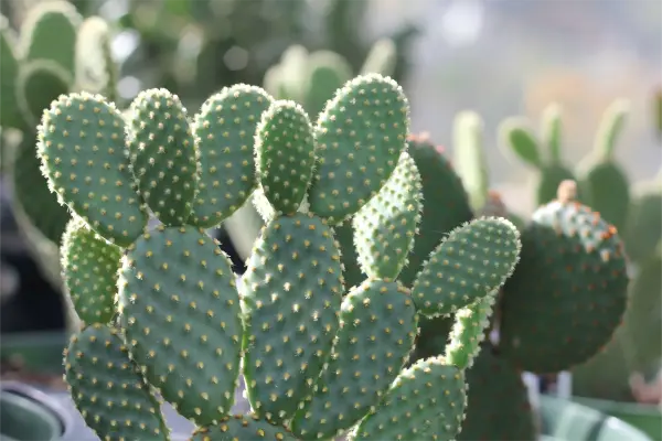 Hoodia Cactus Extract