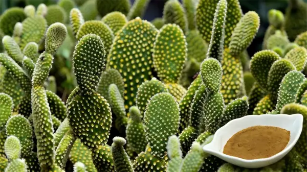 Hoodia Cactus Extract