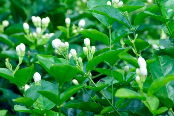 Jasmine Flower Extract