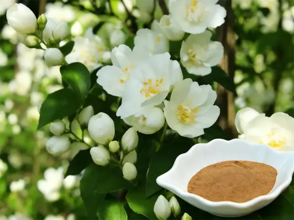 Jasmine Flower Extract Jasmine Flower Extract