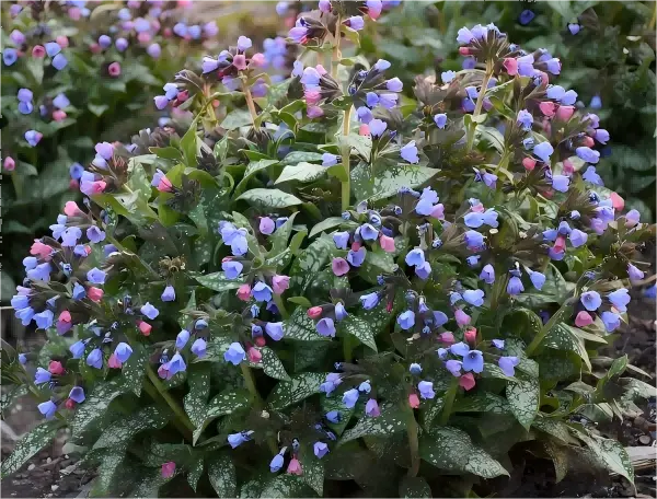 Lungwort Extract Lungwort Extract