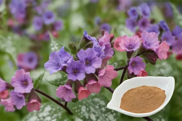 Lungwort Extract