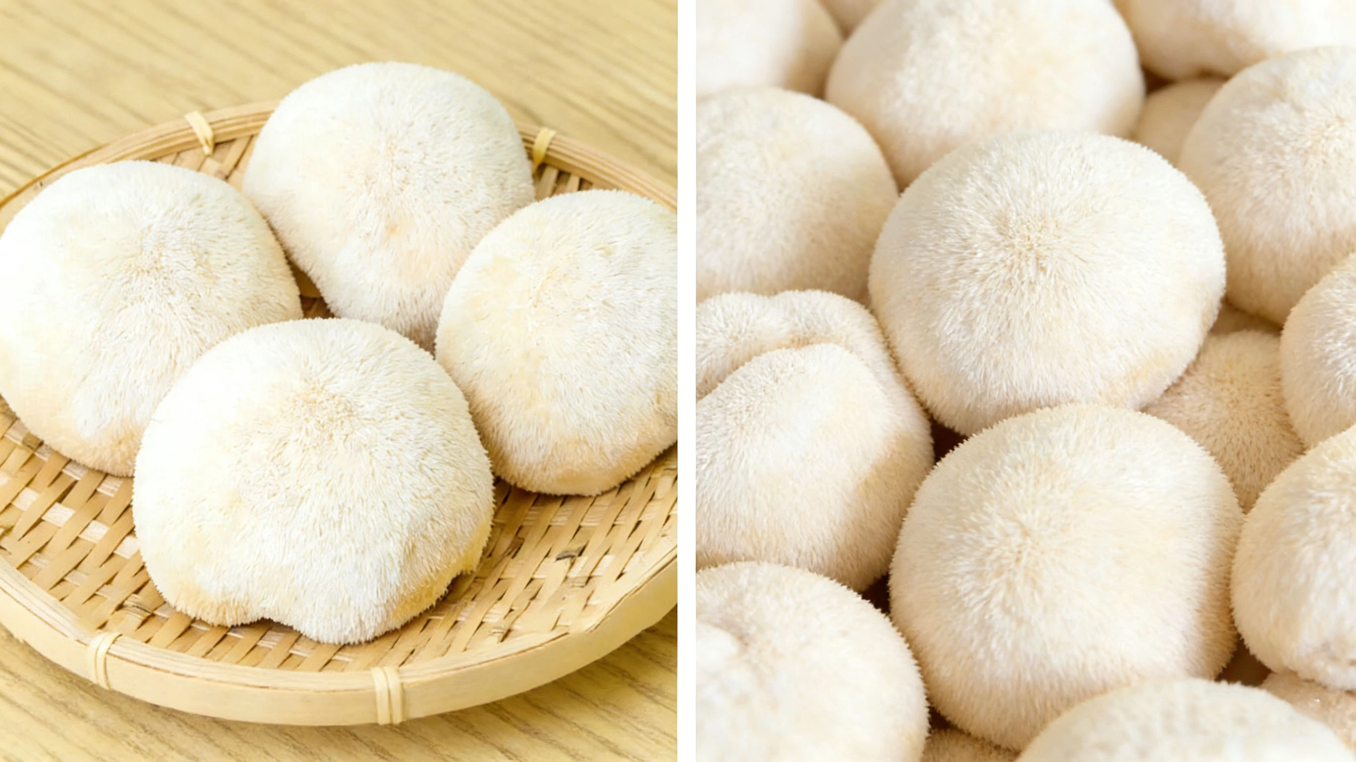 Lion's Mane Mushroom 