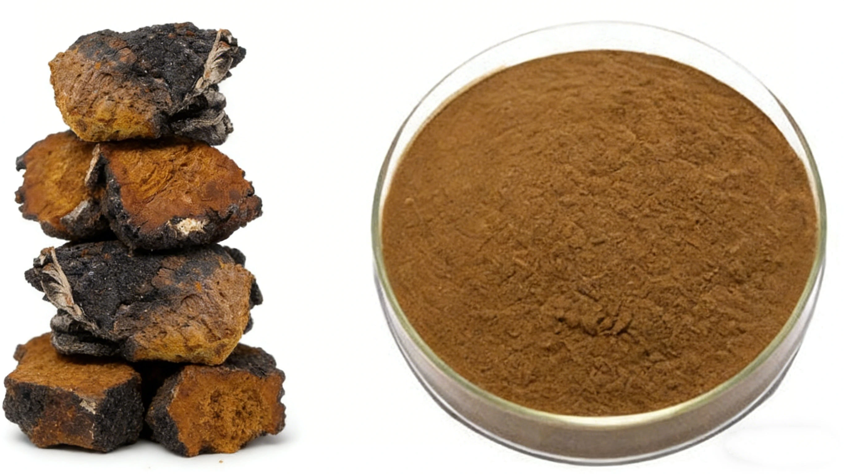 Chaga Mushroom Extract Powder