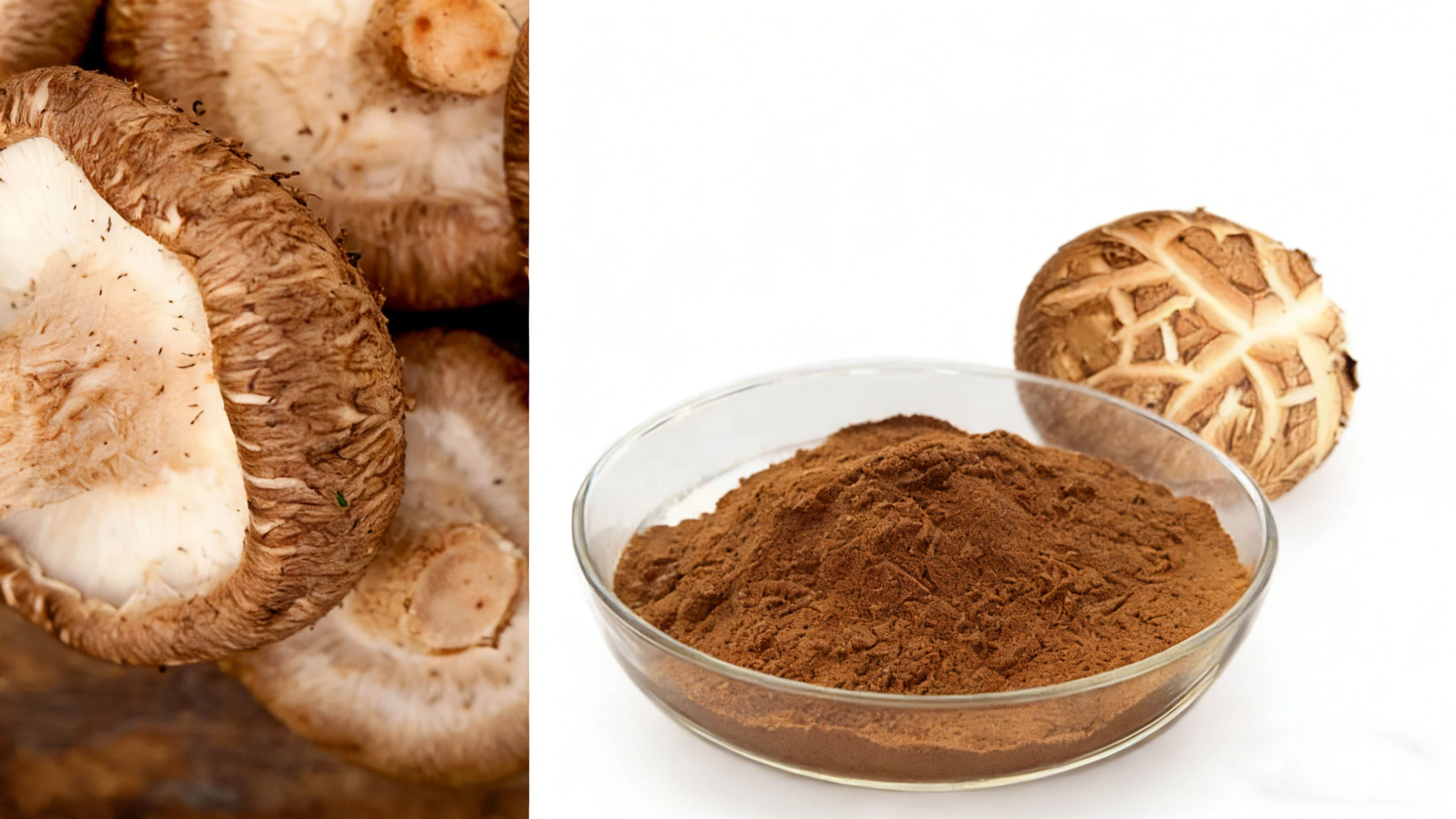 Shitake Mushroom Extract