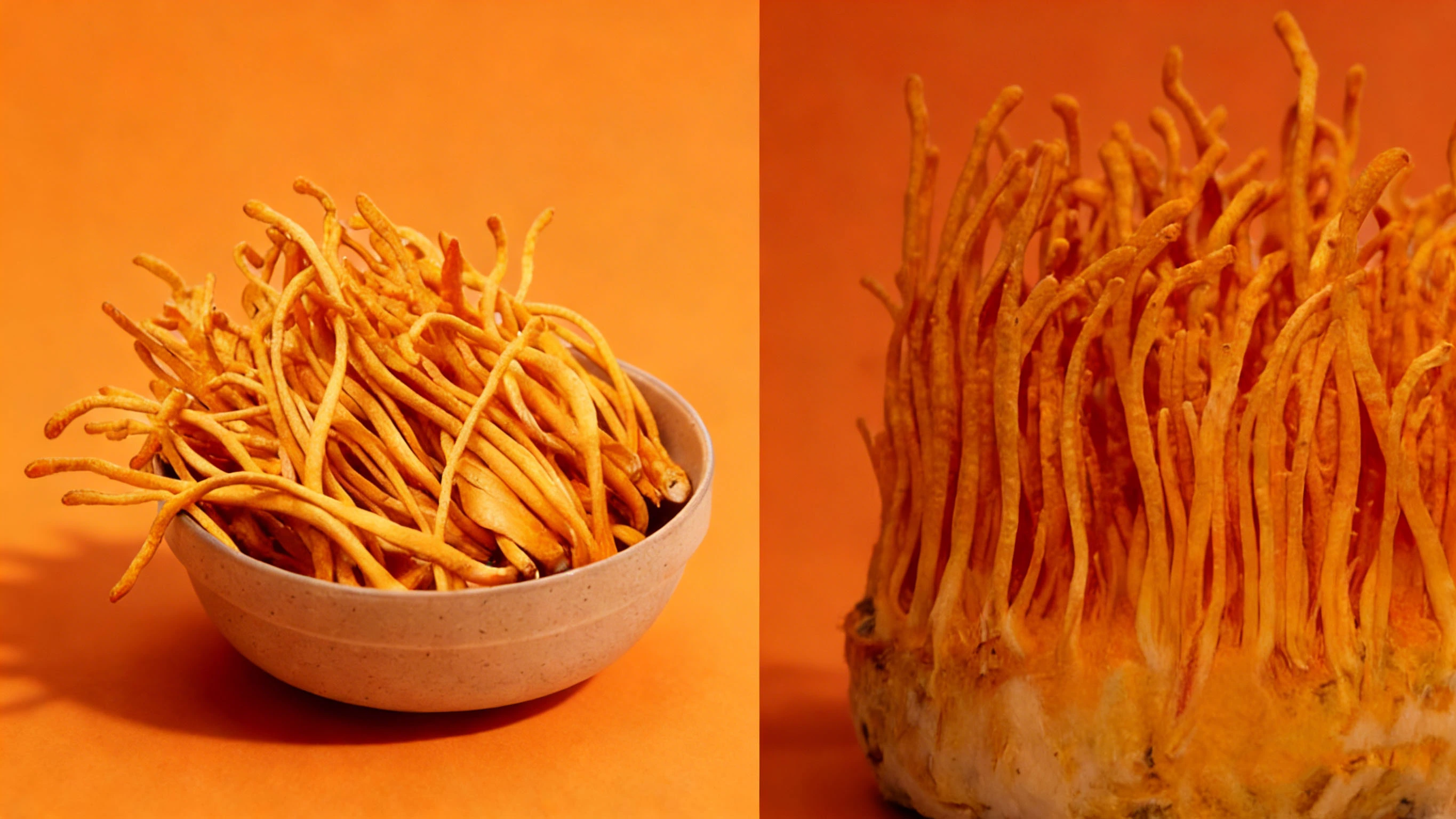 Cordyceps Militaris Mushroom