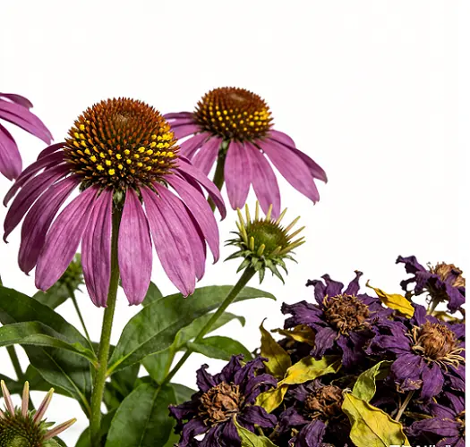 Echinacea Extract
