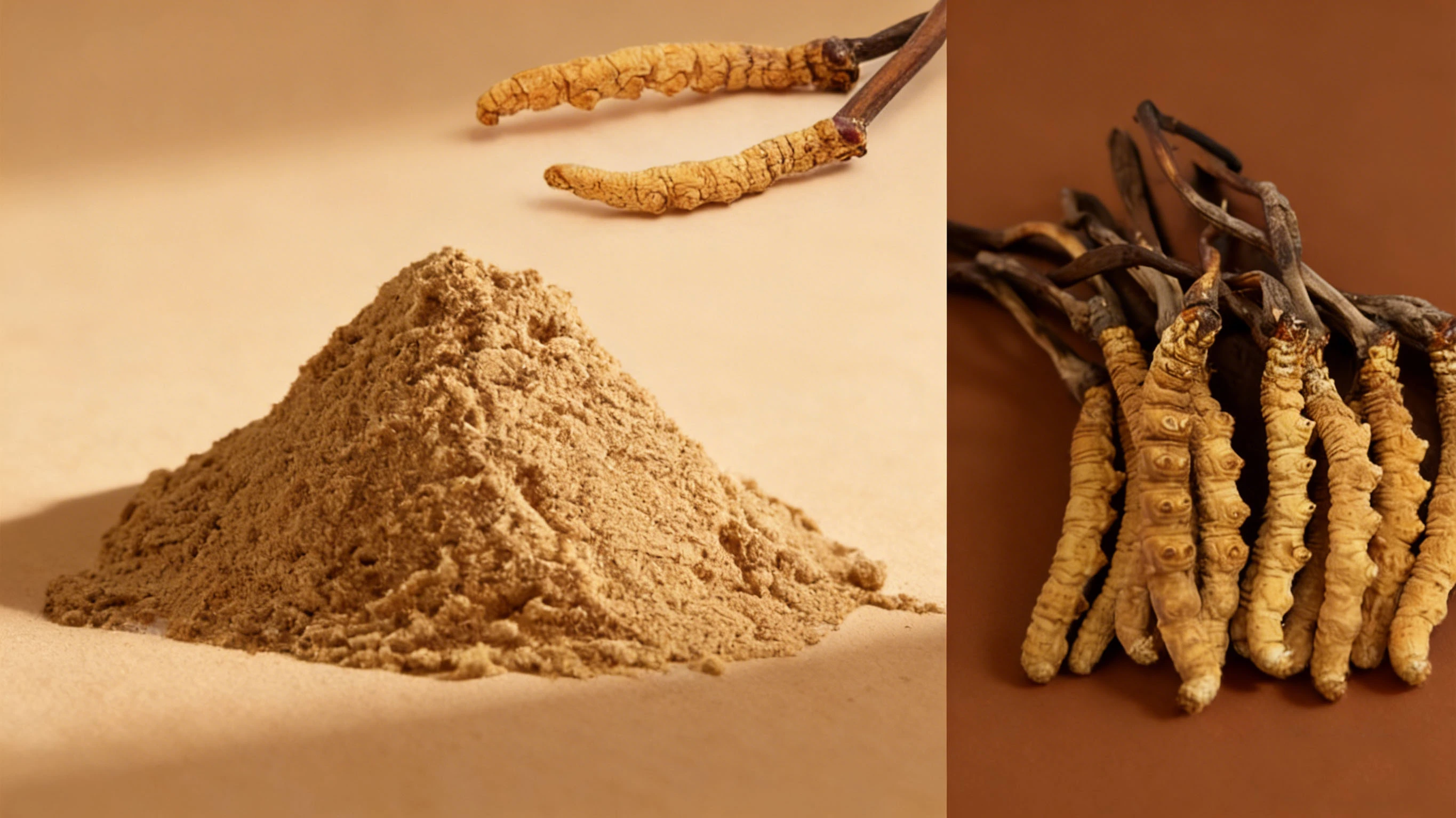 Cordyceps Mushroom Extract Powder