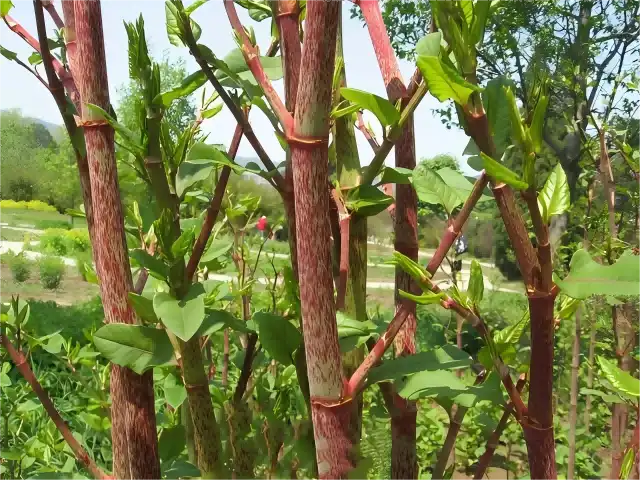 Polygonum Cuspidatum Extract Polygonum Cuspidatum Extract