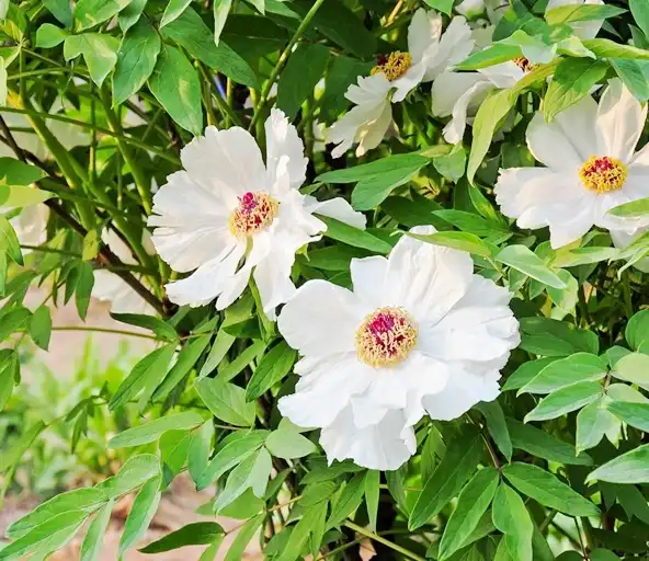 White Paeony Extract