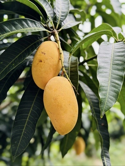 Mango Leaf Extract Powder