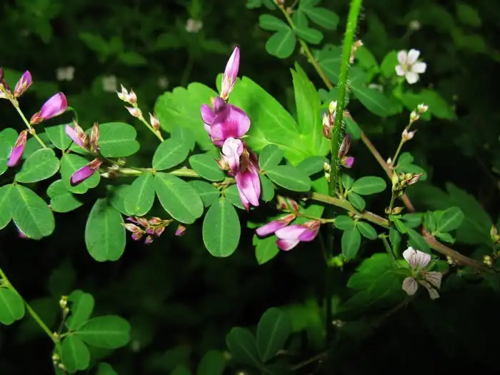 Lespedeza Capitata Extract Lespedeza Capitata Extract