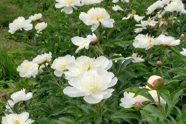 White Paeony Plant