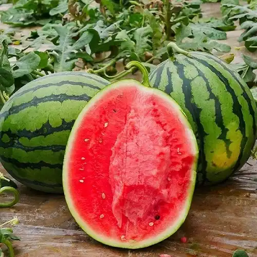 Watermelon Plant