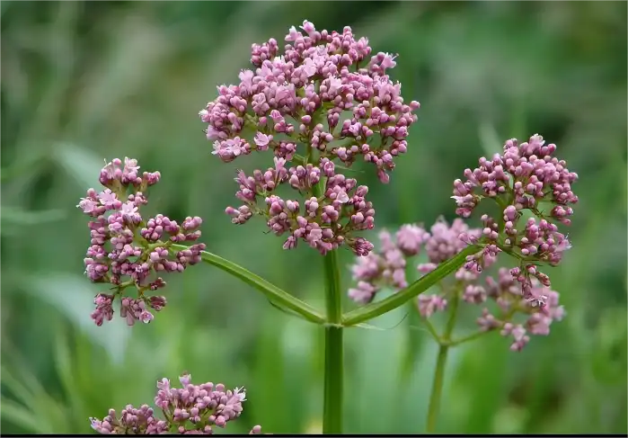 Valerian Root Extract Powder