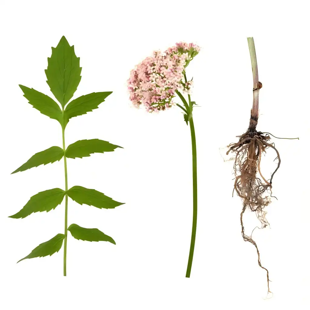 Valerian Root Extract Powder