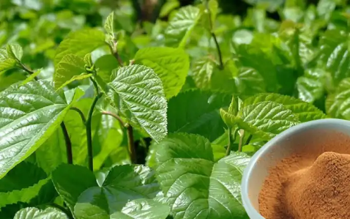 Mulberry Leaf Extract