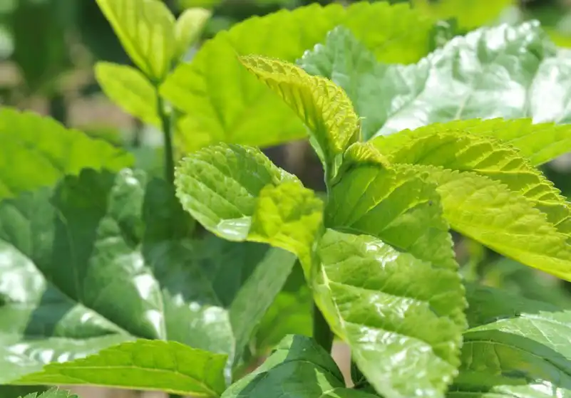 Mulberry Leaf Extract