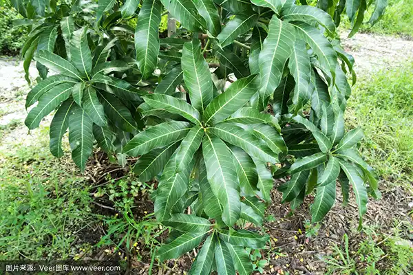 Mango Leaf Plant Mango Leaf Plant
