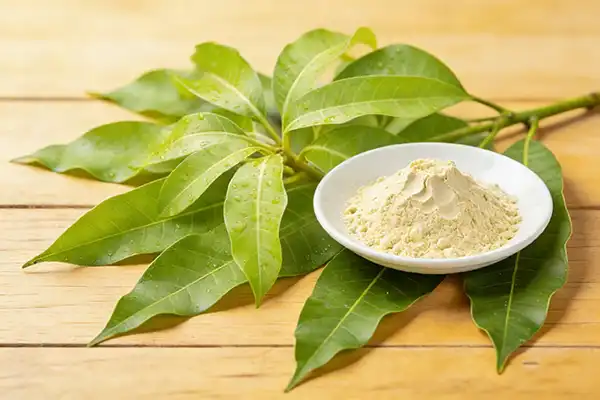 Mango Leaf Powder Mango Leaf Powder