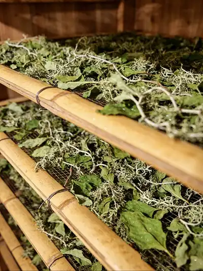 Vine Tea Extract Vine Tea Extract