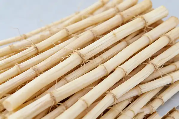 Couch Grass Plant Couch Grass Plant