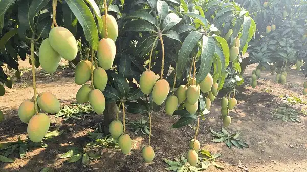 Mango Leaf Extract Powder Mango Leaf Extract Powder