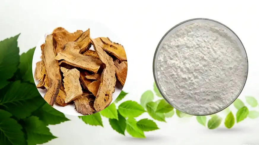 Polygonum Cuspidatum Extract