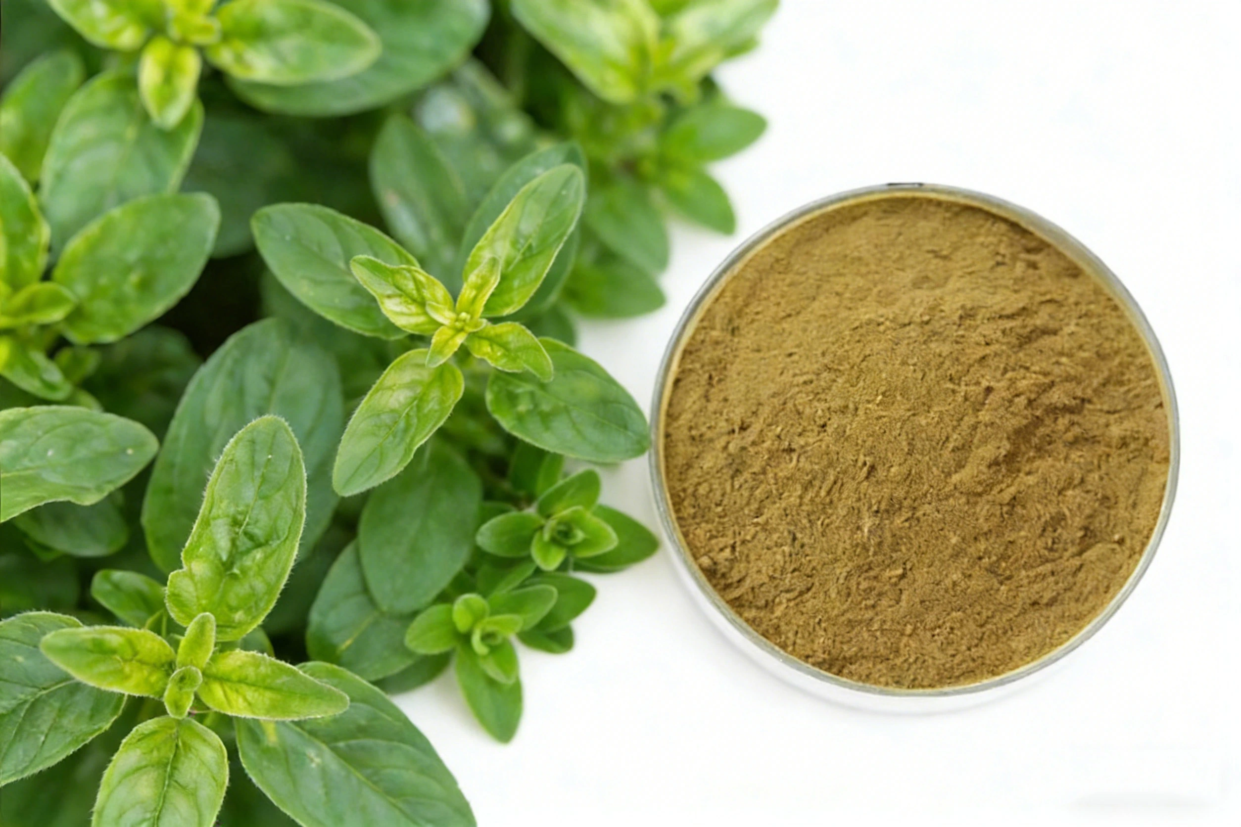 Origanum Extract Origanum Extract