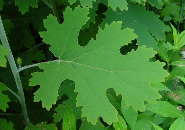 Macleaya Cordata Extract