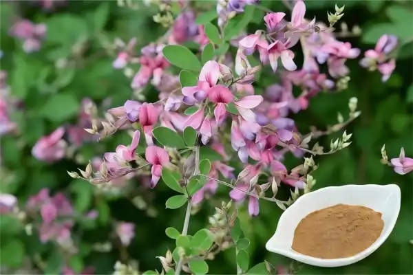 Lespedeza Capitata Extract
