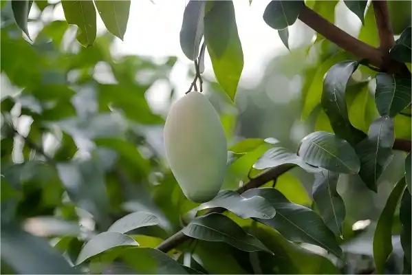 Mango Leaf Extract Powder