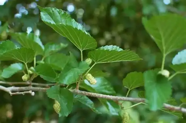 Mulberry Leaf Extract