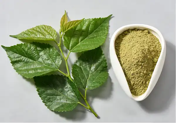 Mulberry Leaf Extract Mulberry Leaf Extract