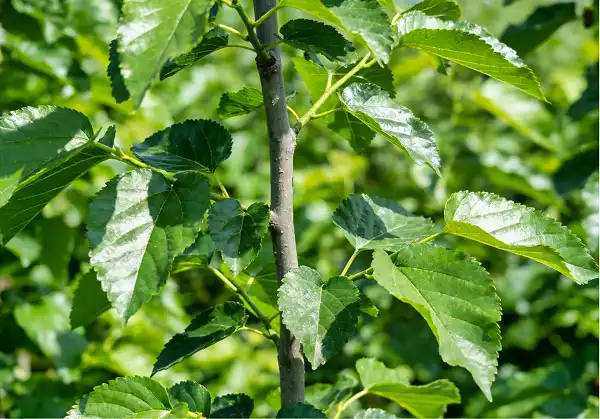 Mulberry Leaf Extract Mulberry Leaf Extract