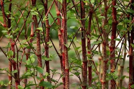 Polygonum Cuspidatum Extract Polygonum Cuspidatum Extract