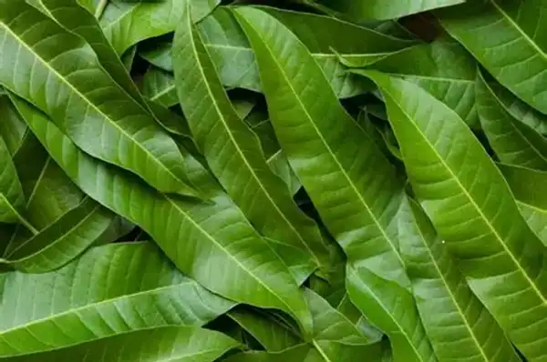 Mango Leaf Extract Powder Mango Leaf Extract Powder