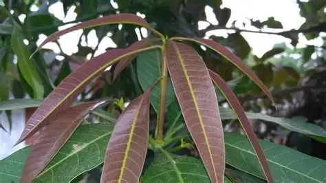 Mango Leaf Plant Mango Leaf Plant