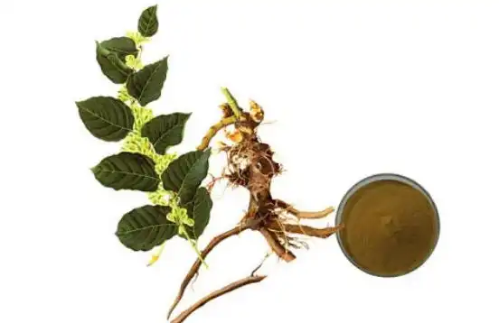 Polygonum Cuspidatum Extract