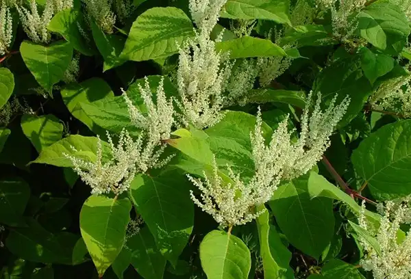 Polygonum Cuspidatum Extract Polygonum Cuspidatum Extract