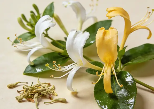 honeysuckle flower extract