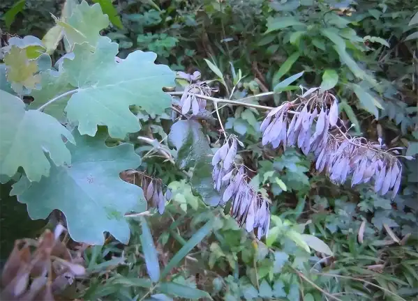 Macleaya Cordata Extract