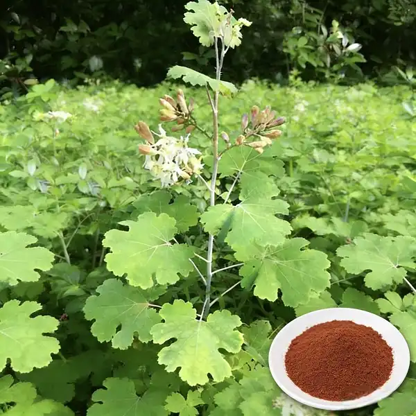 Macleaya Cordata Extract