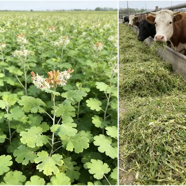 Macleaya Cordata Extract Macleaya Cordata Extract