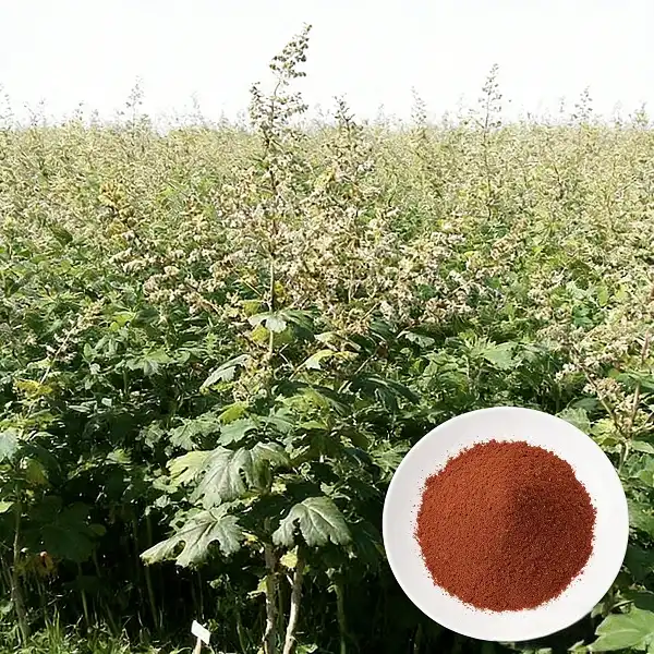 Macleaya Cordata Extract