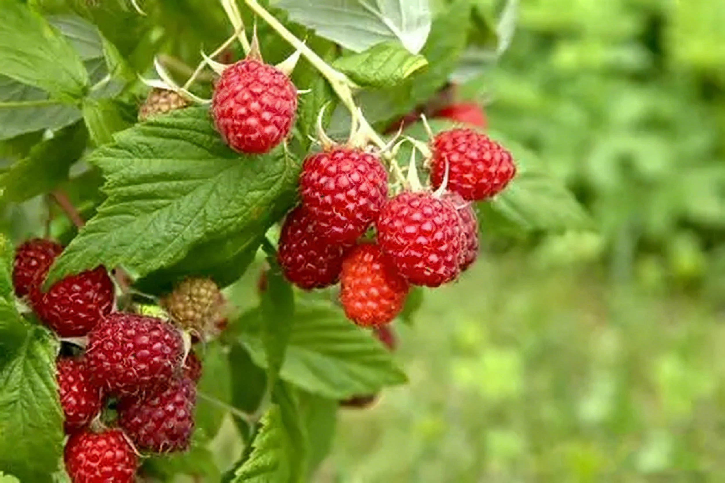 product-1-1 product-1-1